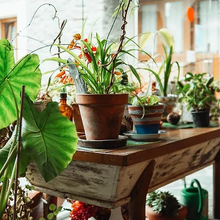 アパート Rurales Galpones *